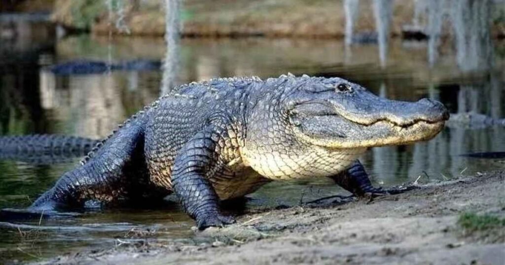 Five Adult American Alligators