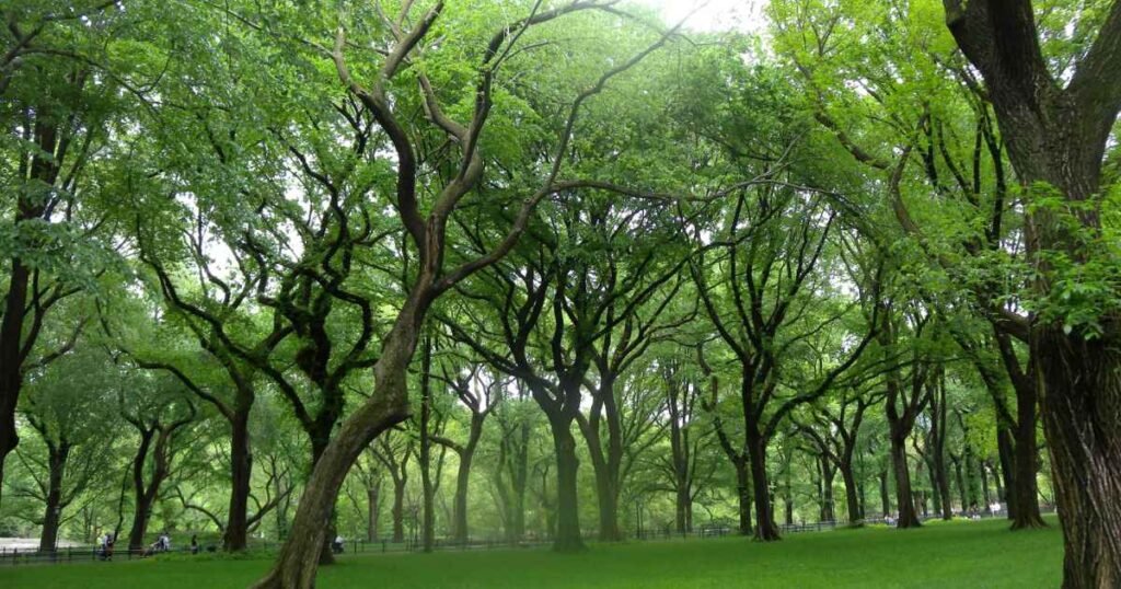 Large Tree Height (Urban Shade Tree)